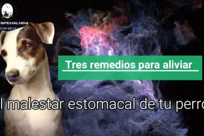 Tres remedios para aliviar el malestar estomacal de tu perro