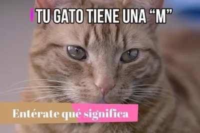 Tu gato tiene una M en la frente… enterate que significa