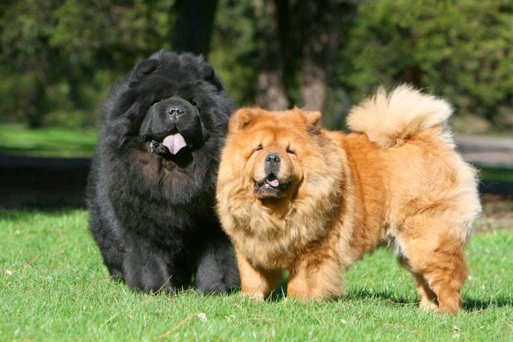 chow chow 1024x683 1