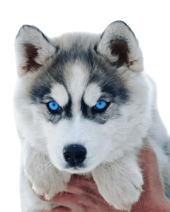 husky ohos azules