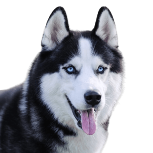 husky siberiano 700 64574409 removebg preview