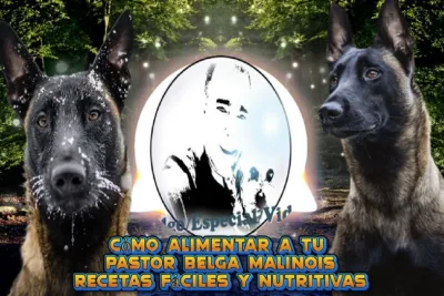 Como alimentar a tu Pastor Belga Malinois Recetas faciles y nutritivas