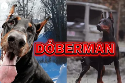 DOBERMAN RAZONES PARA TENERLO Y RAZONES PARA NO TENERLO