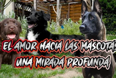 El amor hacia las mascotas una mirada profunda