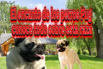 El encanto de los perros Pug conoce todo sobre esta raza