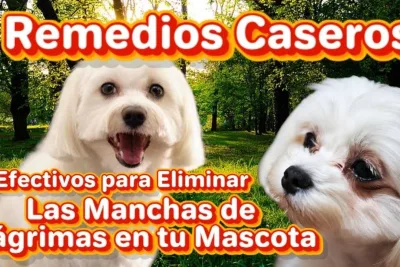 Elimina las manchas de lagrimas de tu mascota con estos remedios caseros efectivos