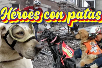 Heroes con patas La historia detras de los perros de rescate