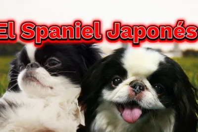 La leyenda del Spaniel Japones La historia de Hachiko y mas