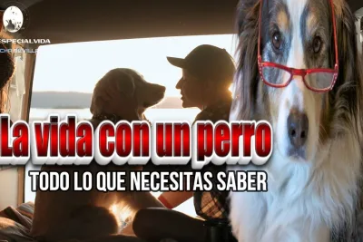 La vida con un perro todo lo que necesitas saber