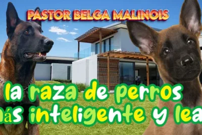 Pastor belga malinois la raza de perros mas inteligente y leal