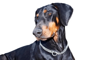 doberman perro removebg preview