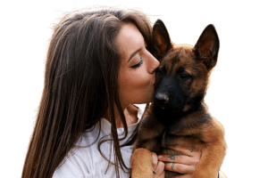 perros malinois cachorros removebg preview