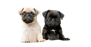 pug3