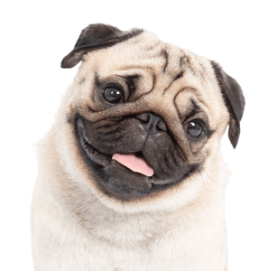 pug4