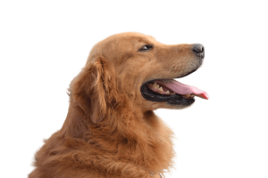 shallow focus photography of a golden retriever 686094 scaled removebg preview