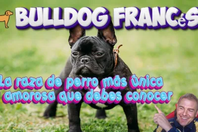 Bulldog Frances La raza de perro mas unica y amorosa que debes conocer