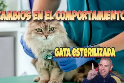 Cambios en el comportamiento de una gata esterilizada