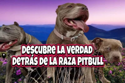 Descubre la verdad detras de la raza Pitbull