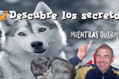 Descubre los secretos que tu perro te esta ocultando mientras duerme