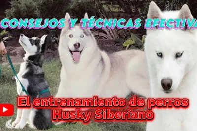 El entrenamiento de perros Husky Siberiano Consejos y tecnicas efectivas