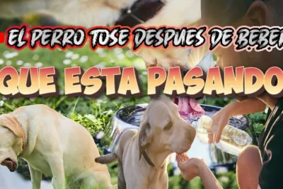 El perro tose despues de beber agua Que esta pasando