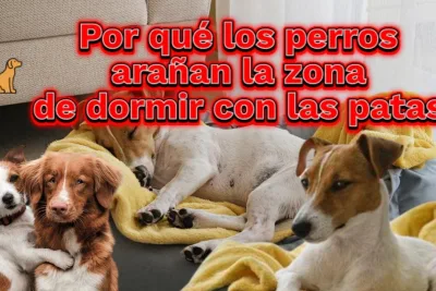 Por que los perros aranan la zona de dormir con las patas