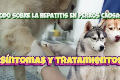 Todo sobre la Hepatitis en Perros Causas Sintomas y Tratamientos