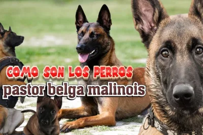 como son los perros pastor belga malinois