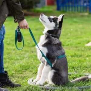 entrenar husky crop1620497199601.jpeg 423682103