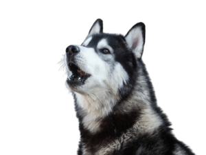 huskyaullando2