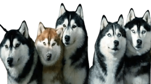 razahuskysiberiano2