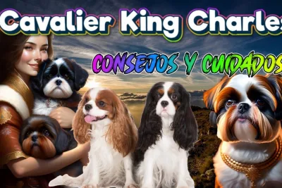 Cavalier King Charles Consejos y Cuidados para esta Hermosa Raza de Perros