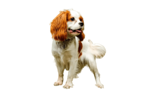 Cavalier King Charles removebg preview