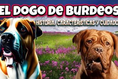 El Dogo de Burdeos historia caracteristicas y cuidados