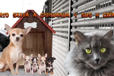 Gato salva a chihuahua y sus 4 crias