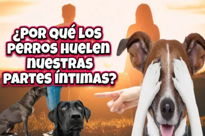 Por que los perros huelen nuestras partes intimas