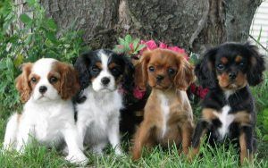 cavalier king charles spaniel colores