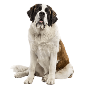 BREED Hero 0129 saint bernard removebg preview