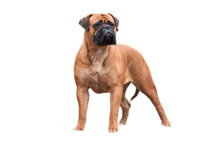 Bullmastiff