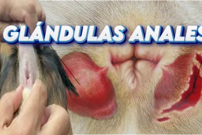 Como ayudar a tu perro con problemas de glandulas anales