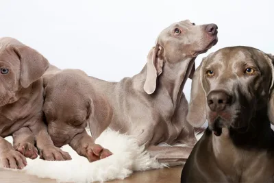 Como cuidar de un Weimaraner jpg