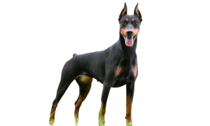 Doberman Pinscher