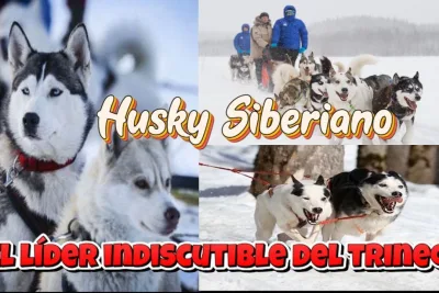 Husky Siberiano El lider indiscutible del trineo