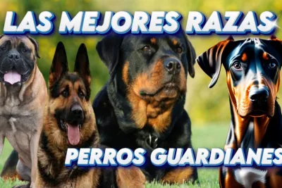 Las Mejores Razas de Perros Guardianes