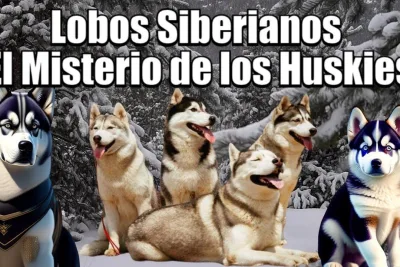 Lobos Siberianos Domesticos