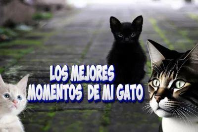 Los mejores momentos de mi gato