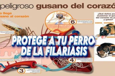 Protege a tu perro de la Filariasis