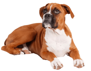 boxermiperro