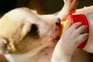 comida alimento cachorros