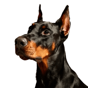 dobermann